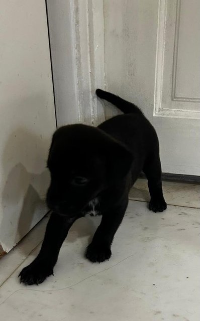 Labrador Retriever  Mixed - Black Labrador Retriever Dog