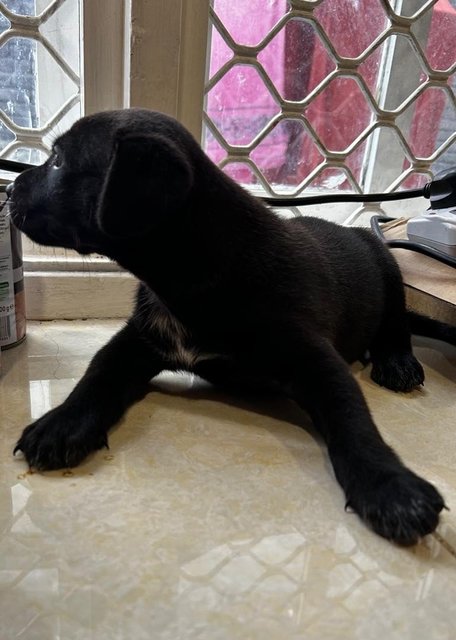 Labrador Retriever  Mixed - Black Labrador Retriever Dog