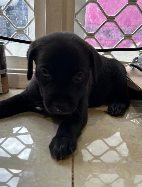 Labrador Retriever  Mixed - Black Labrador Retriever Dog