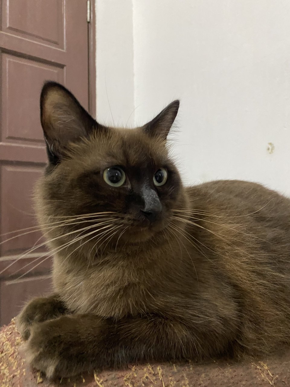 Koko - Domestic Long Hair + Burmese Cat