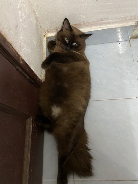 Koko - Domestic Long Hair + Burmese Cat