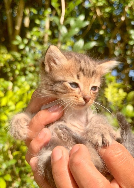 Twinkie, Nutmeg, Taffy - Domestic Medium Hair + Domestic Long Hair Cat