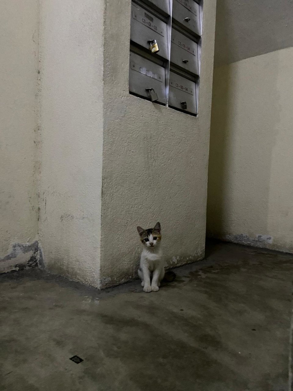 Kitty - Domestic Short Hair + Calico Cat