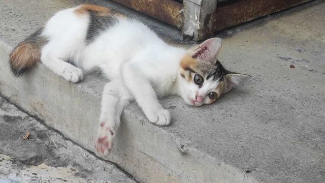 Kitty - Domestic Short Hair + Calico Cat