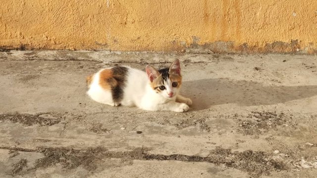 Kitty - Domestic Short Hair + Calico Cat