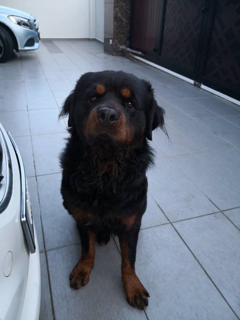 Tom - Rottweiler Dog