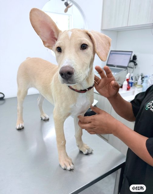 Bunny - Mixed Breed Dog