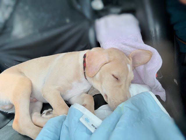 Bunny - Mixed Breed Dog