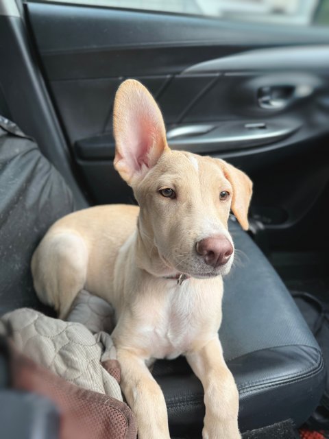 Bunny - Mixed Breed Dog