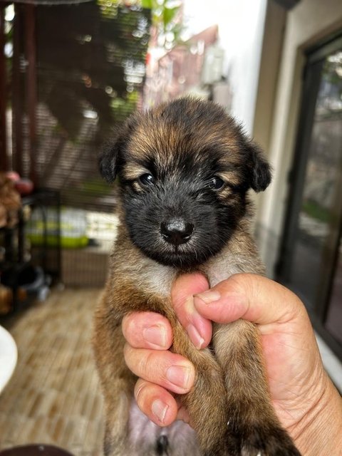 Shih  Tzu Mixed - Shih Tzu Dog