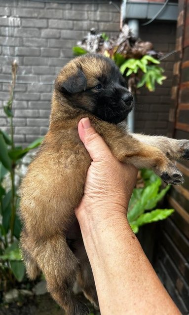 Shih  Tzu Mixed - Shih Tzu Dog