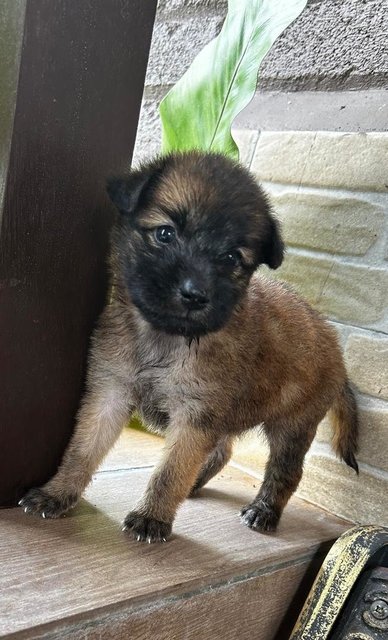 Shih  Tzu Mixed - Shih Tzu Dog