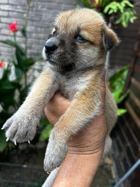 Shih  Tzu Mixed - Shih Tzu Dog