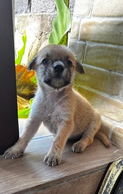 Shih  Tzu Mixed - Shih Tzu Dog