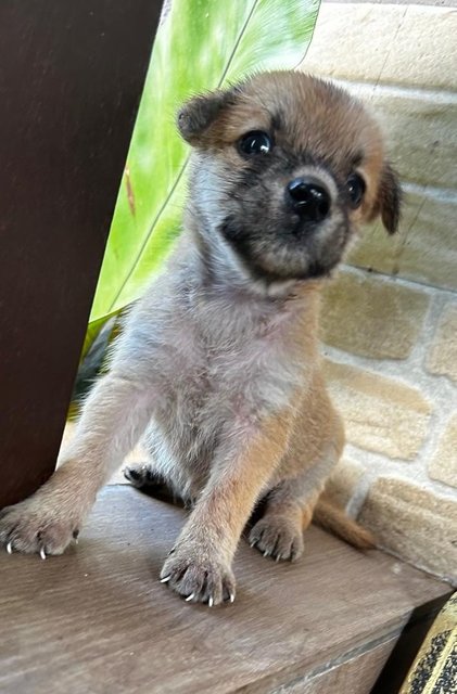 Shih  Tzu Mixed - Shih Tzu Dog