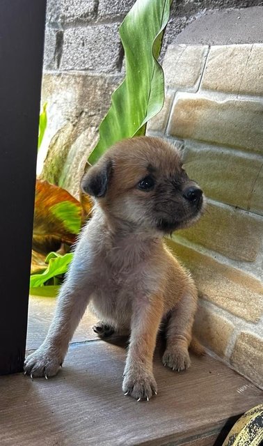 Shih  Tzu Mixed - Shih Tzu Dog