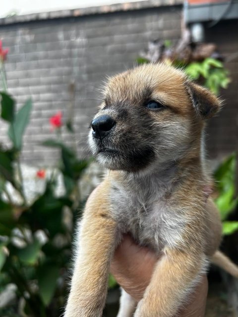 Shih  Tzu Mixed - Shih Tzu Dog