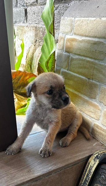 Shih  Tzu Mixed - Shih Tzu Dog