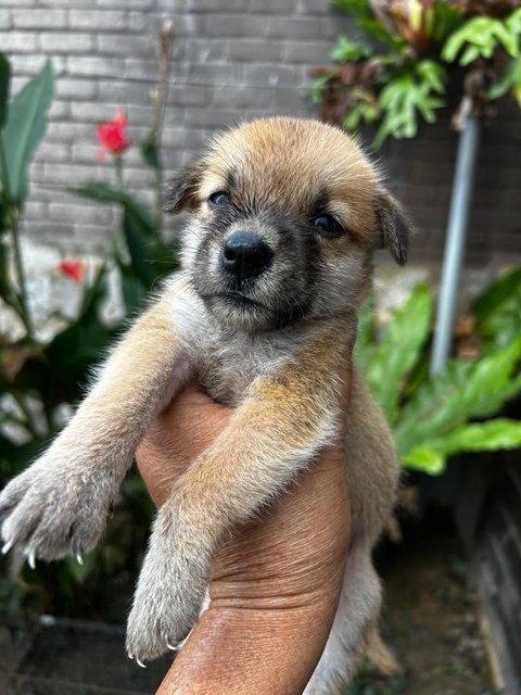 Shih  Tzu Mixed - Shih Tzu Dog