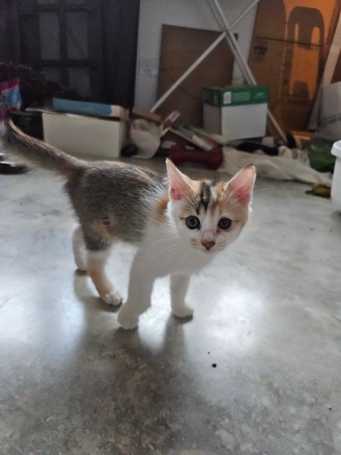 Cali - Calico + Tabby Cat