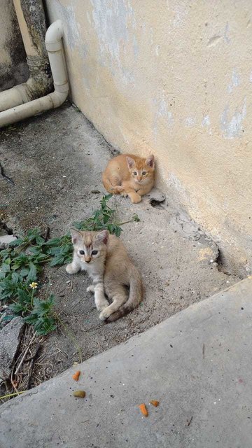 Oyen  - Domestic Short Hair Cat