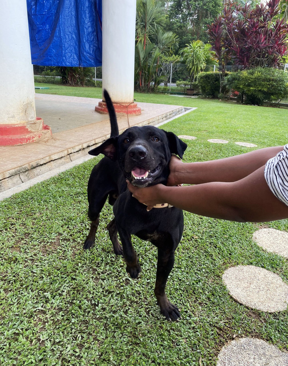 Blackie - Mixed Breed Dog