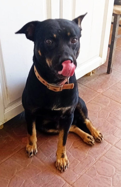 Brownie - Mixed Breed Dog