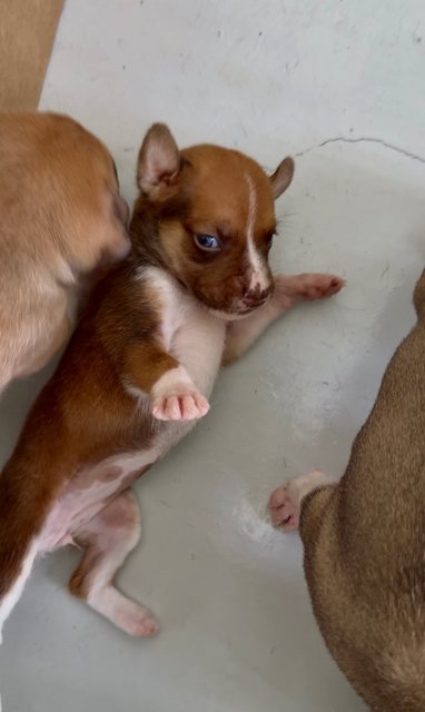 Bentley, Rolly, Lexy, Cooper, Mini - Miniature Pinscher Dog