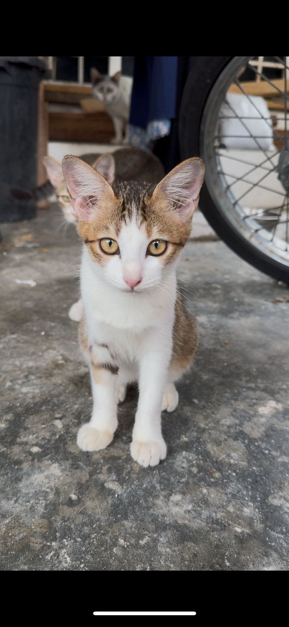 PF137917 - American Shorthair + Tabby Cat