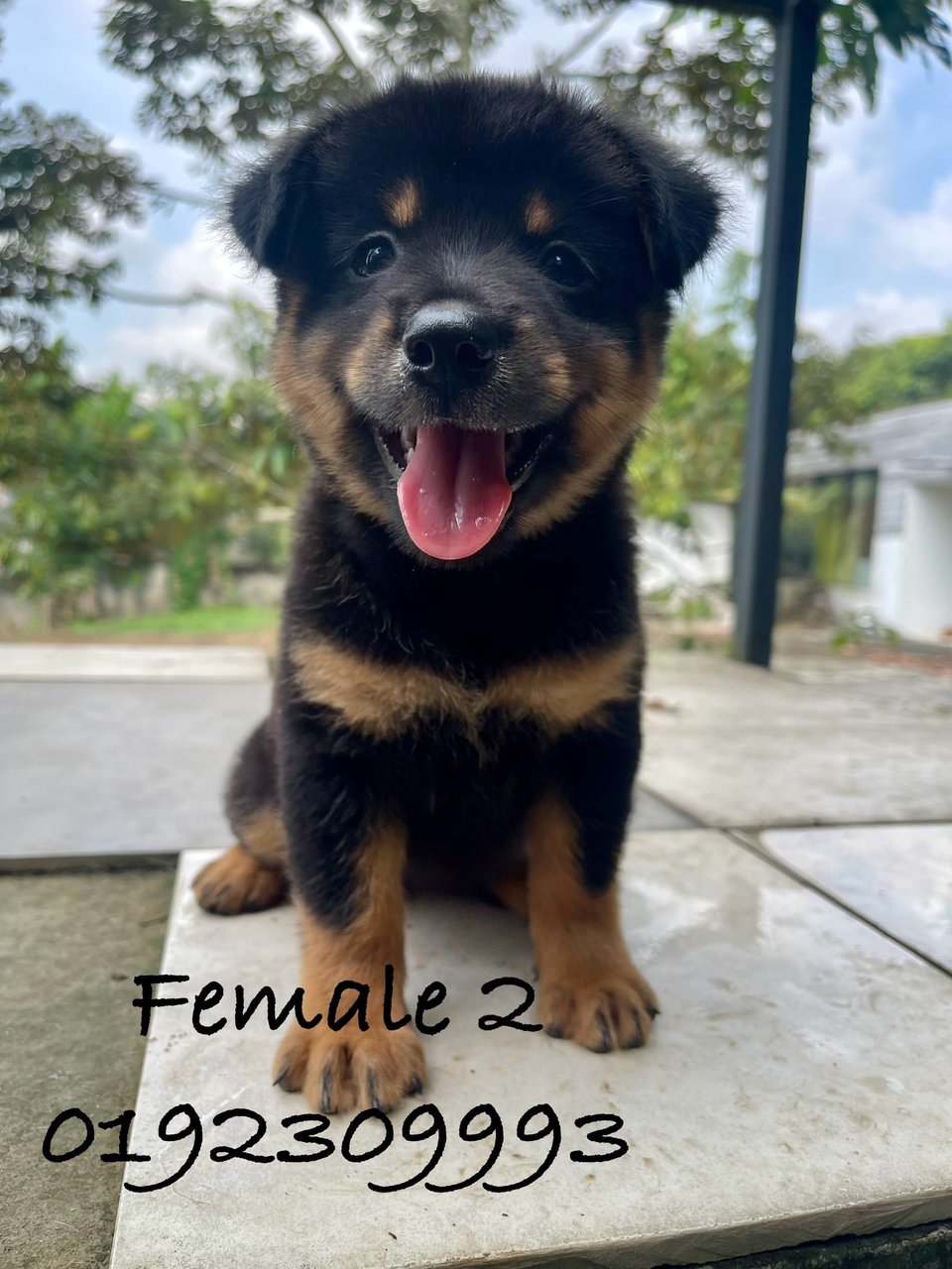 🧡💛🤎 - Mixed Breed Dog