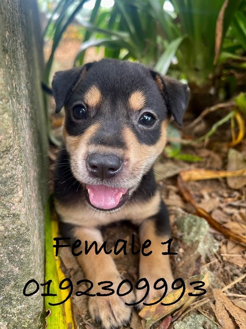 🧡💛🤎 - Mixed Breed Dog