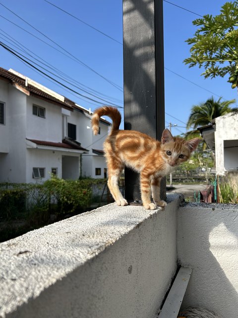 Oyen Merdeka - Domestic Medium Hair Cat