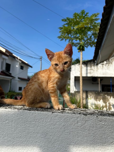 Oyen Merdeka - Domestic Medium Hair Cat