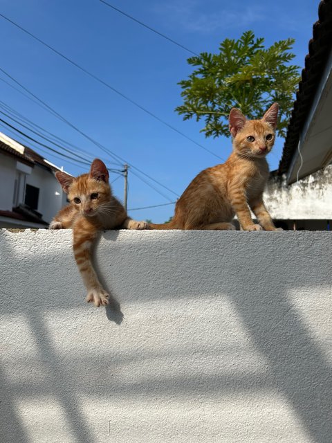 Oyen Merdeka - Domestic Medium Hair Cat