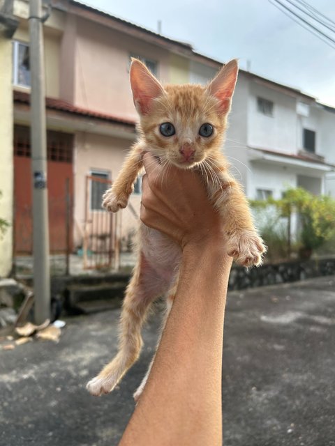 Oyen Merdeka - Domestic Medium Hair Cat