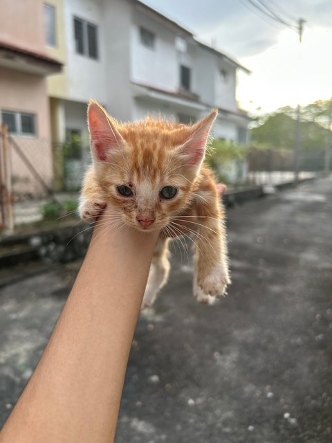 Oyen Merdeka - Domestic Medium Hair Cat