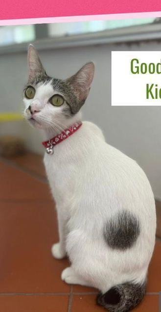 Kiki-green Eyes-  In Penang  - Domestic Short Hair Cat