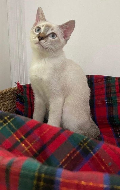 Chamgaign- Siamese Boy Kitten- In Penang - Siamese Cat