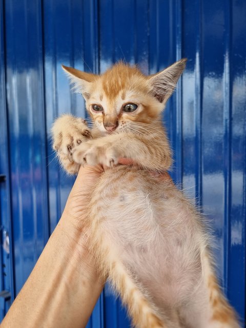 Rays - Domestic Short Hair Cat