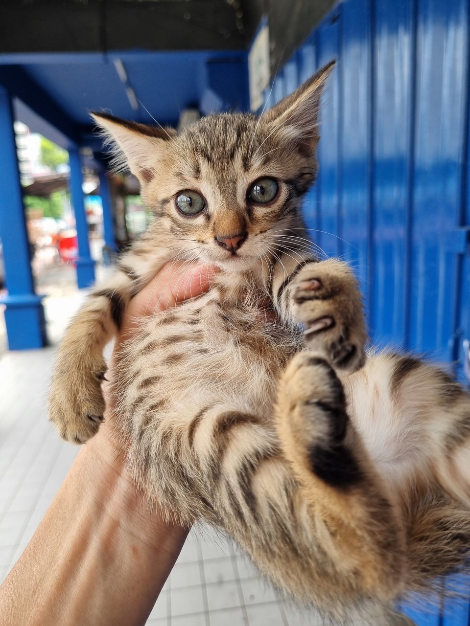 Ice - Tabby Cat