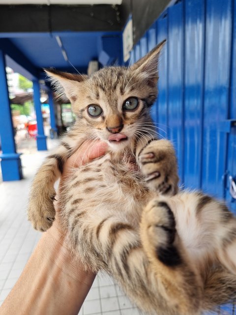 Ice - Tabby Cat