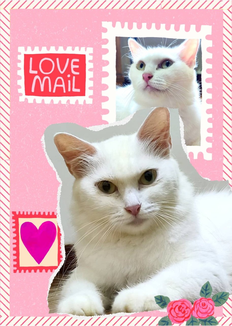 Queenie - Domestic Medium Hair Cat