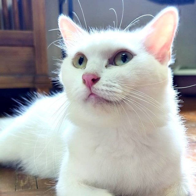 Queenie - Domestic Medium Hair Cat
