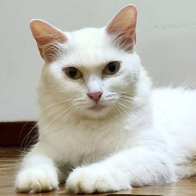 Queenie - Domestic Medium Hair Cat