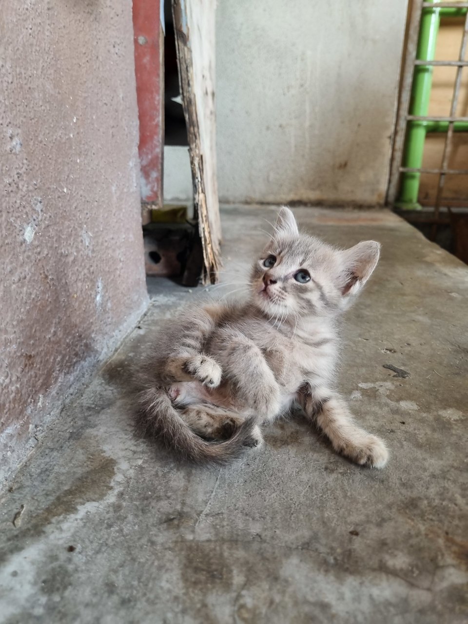 Janson - Tabby Cat