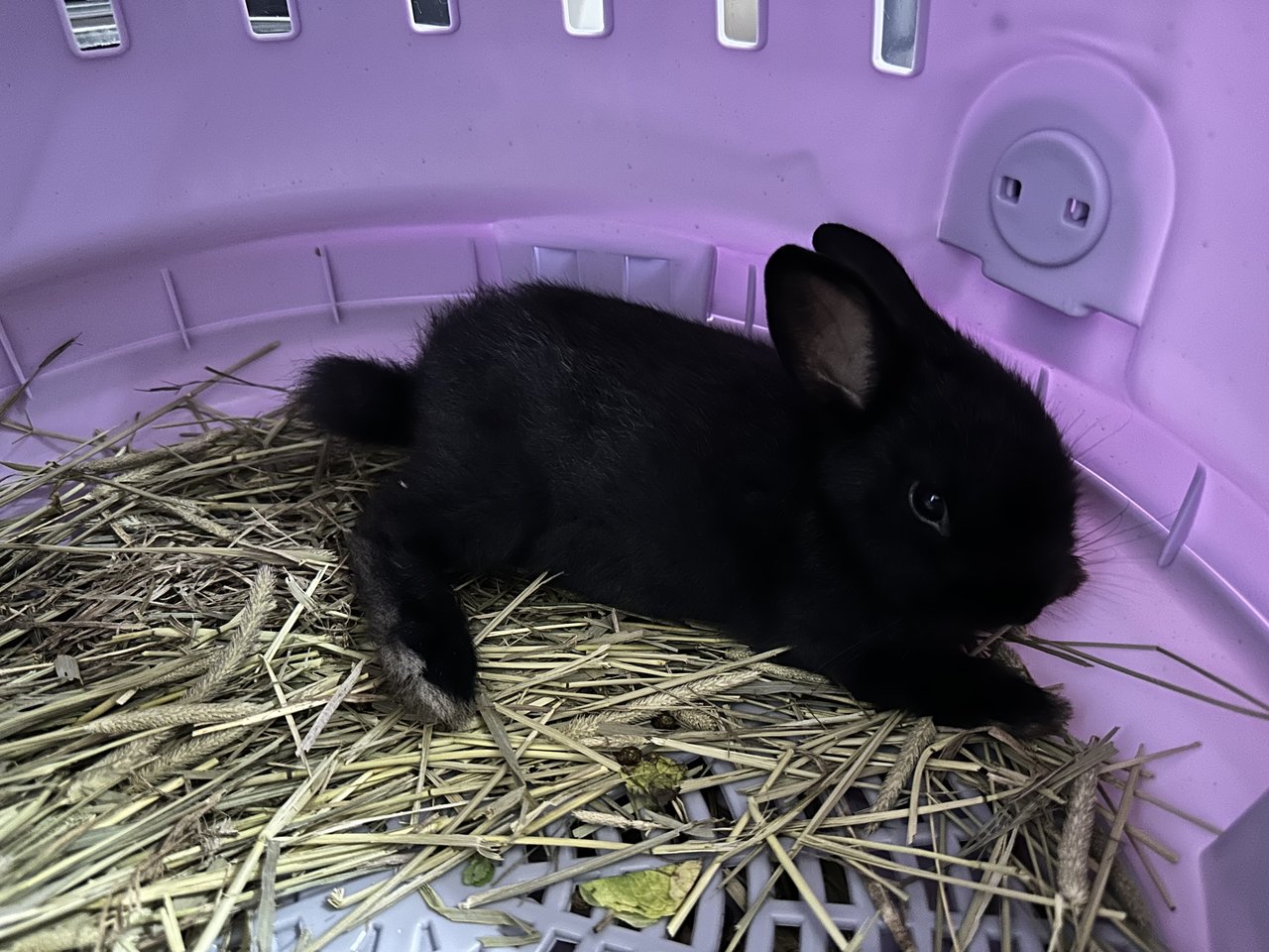 Dusk - Netherland Dwarf Rabbit