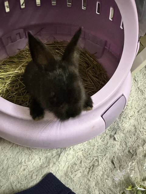 Dusk - Netherland Dwarf Rabbit