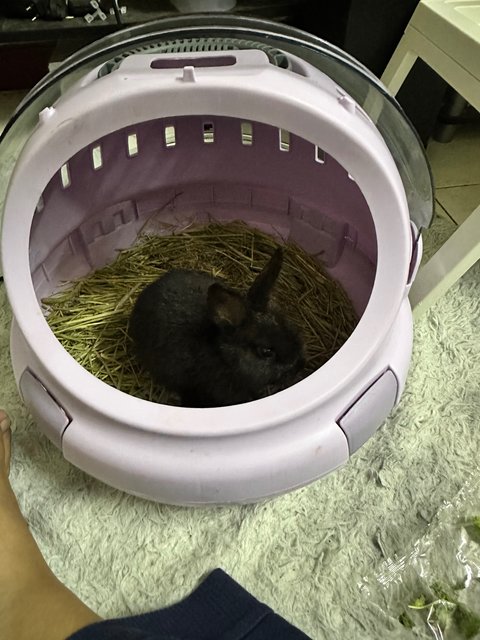 Dusk - Netherland Dwarf Rabbit