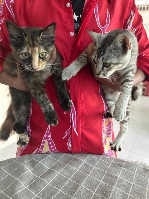 Yoda And Vader  - Norwegian Forest Cat + Munchkin Cat