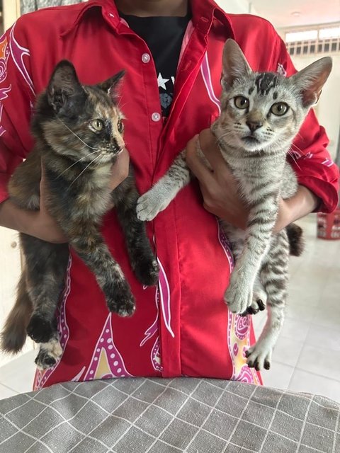 Yoda And Vader  - Norwegian Forest Cat + Munchkin Cat